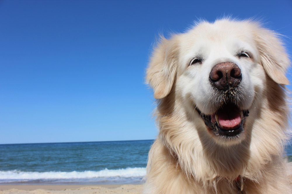 smiling dog on beach