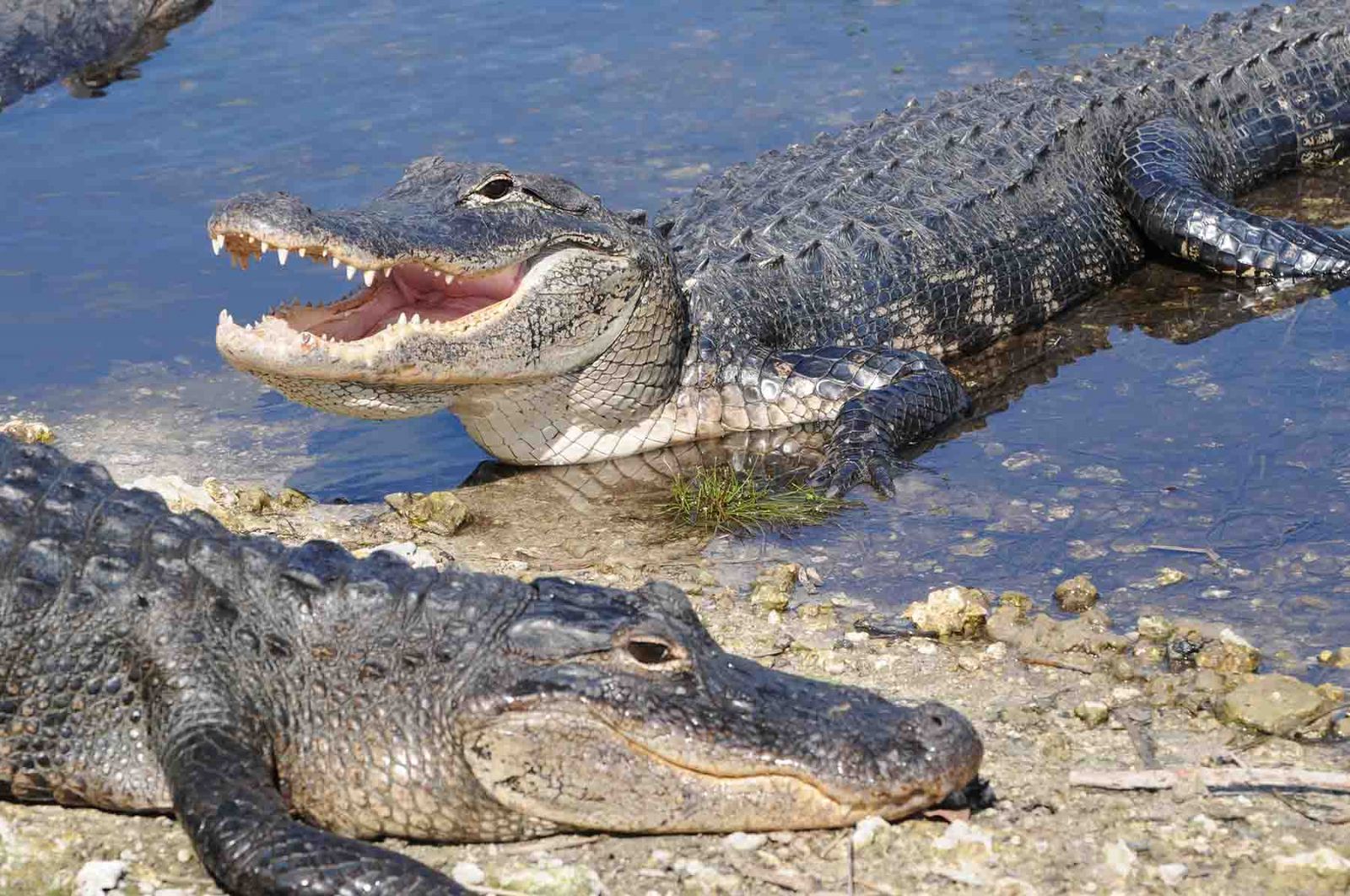 Alligator at Myrtle Beach, SC