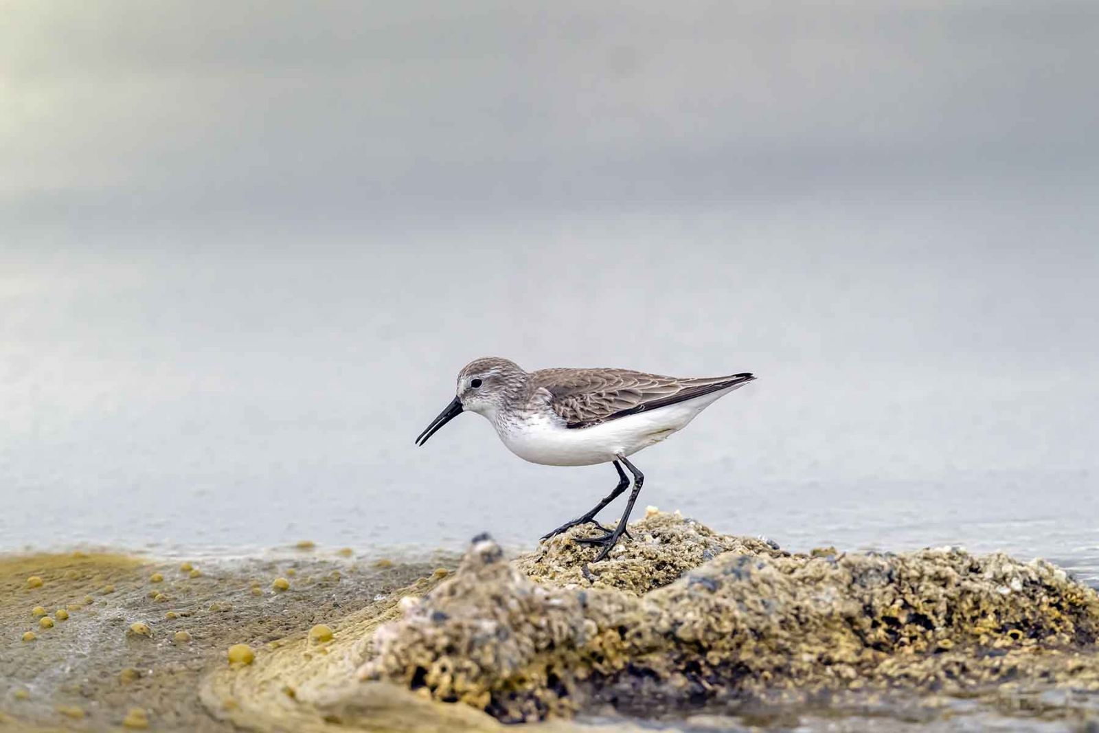 A Western Sandpiper