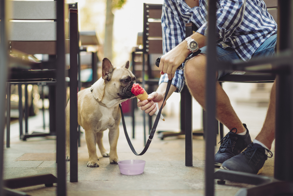 dog at a restaurant