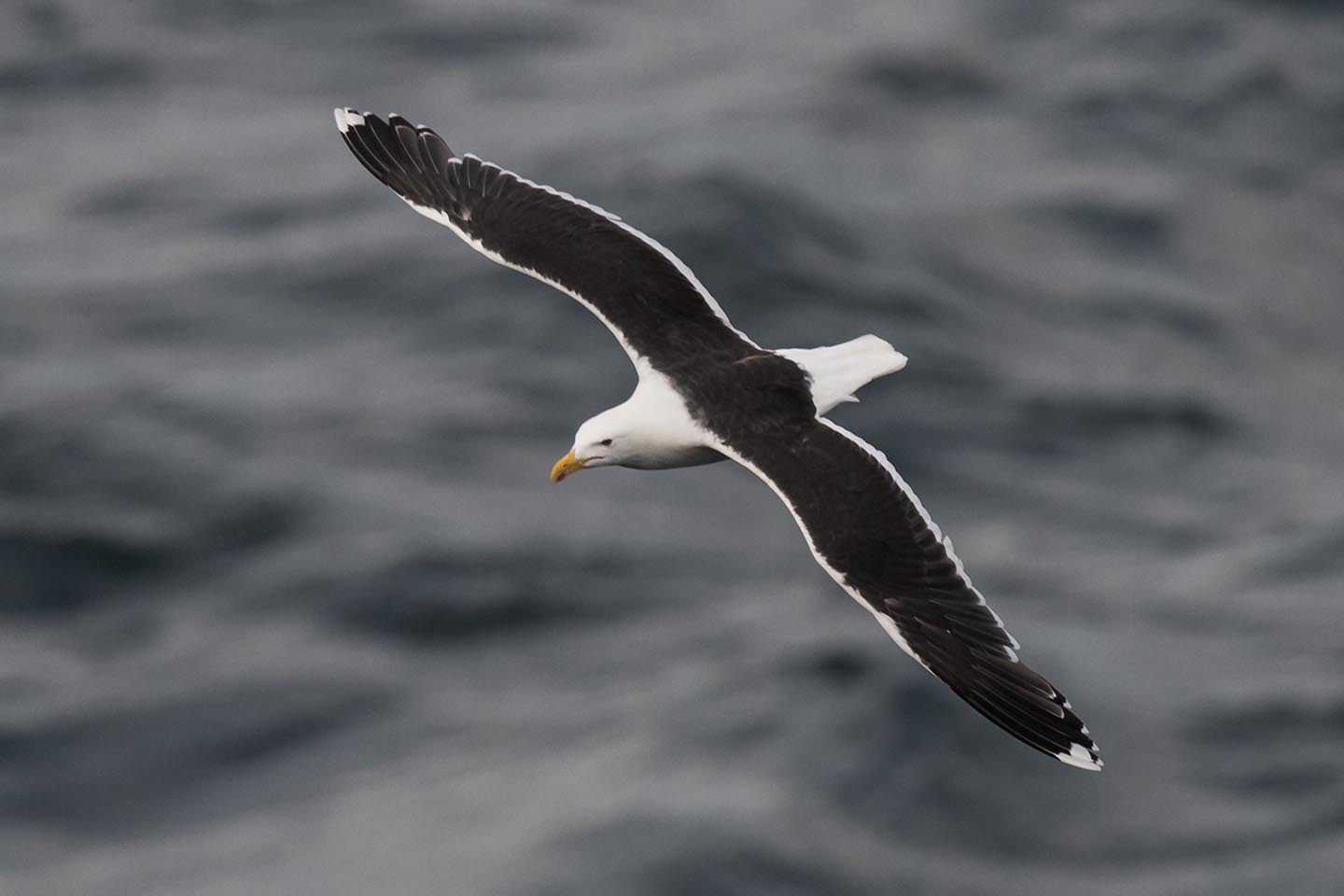 A great black-backed gull in Myrtle Beach, SC