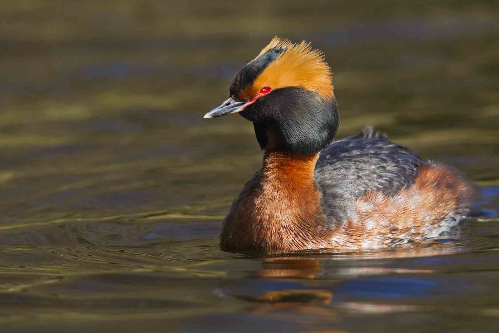 A Horned Grebe in Myrtle Beach, SC