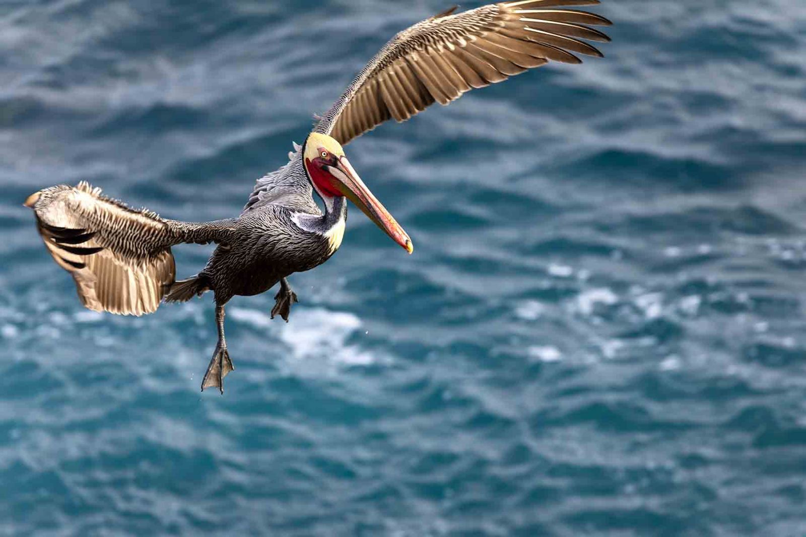 A Brown Pelican soaring through the sky