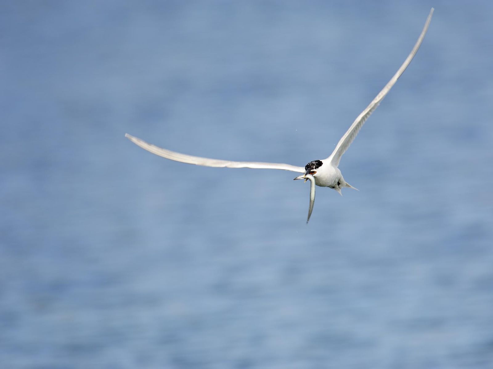 A Sandwich Tern in Myrtle Beach, SC