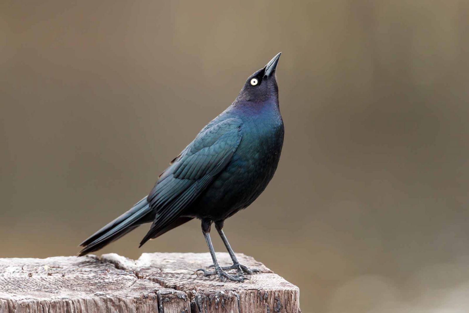 Brewers Blackbird in South Carolina