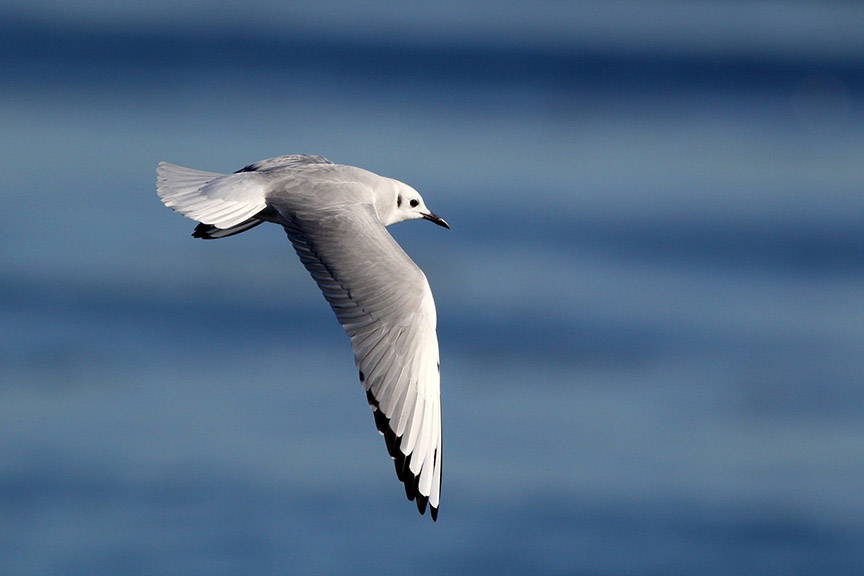 A Bonapartes Gull in Myrtle Beach, SC