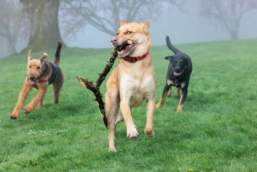 dogs at the park