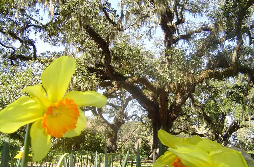 Beautiful yellow blooms at Brookgreen gardens