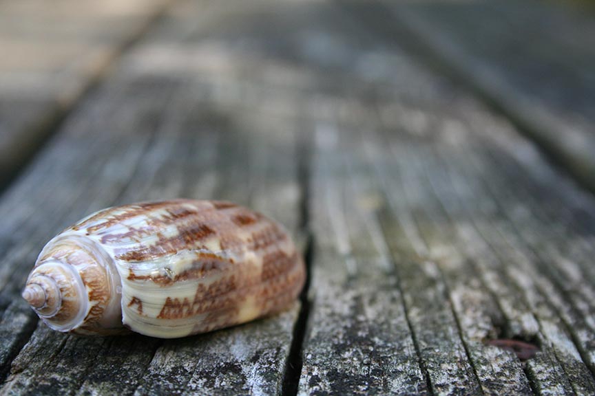 Shell of a Lettered Olive Snail