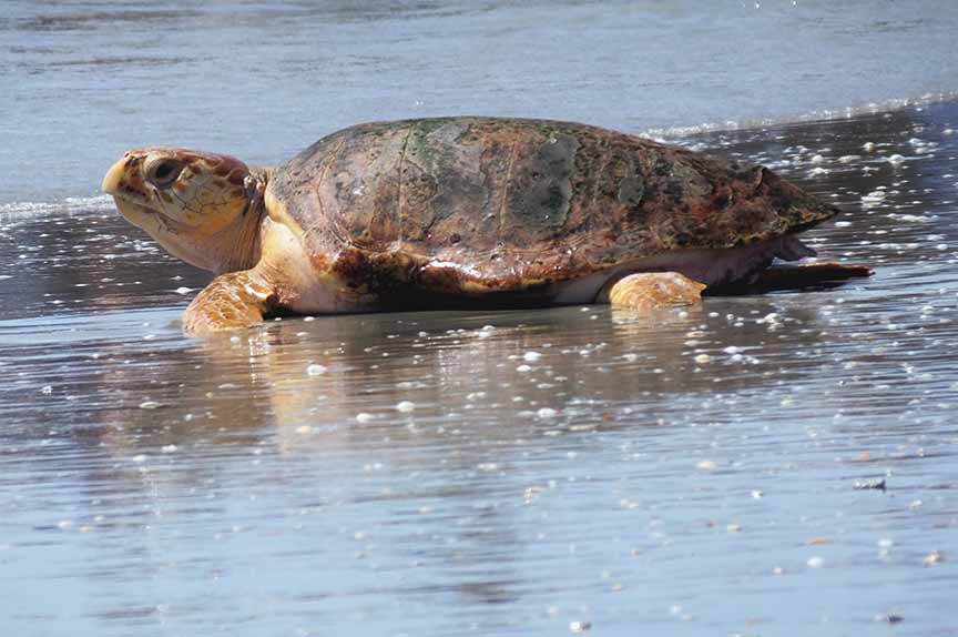 A baby Loggerhead Sea Turtle making its way to the sea