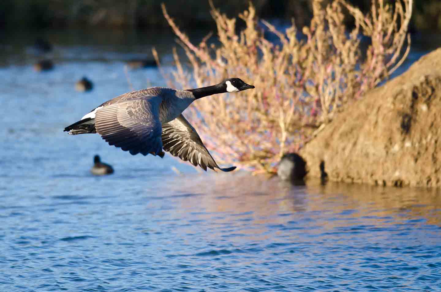 A Canada Goose