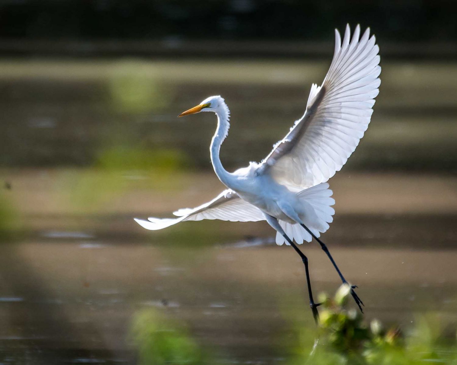 A Great Egret soaring through the sky