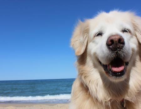 pet-friendly rentals myrtle beach area