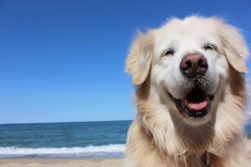 happy dog on Myrtle Beach Area and Grand Stand