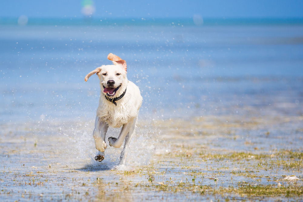 pet-friendly travel myrtle beach area